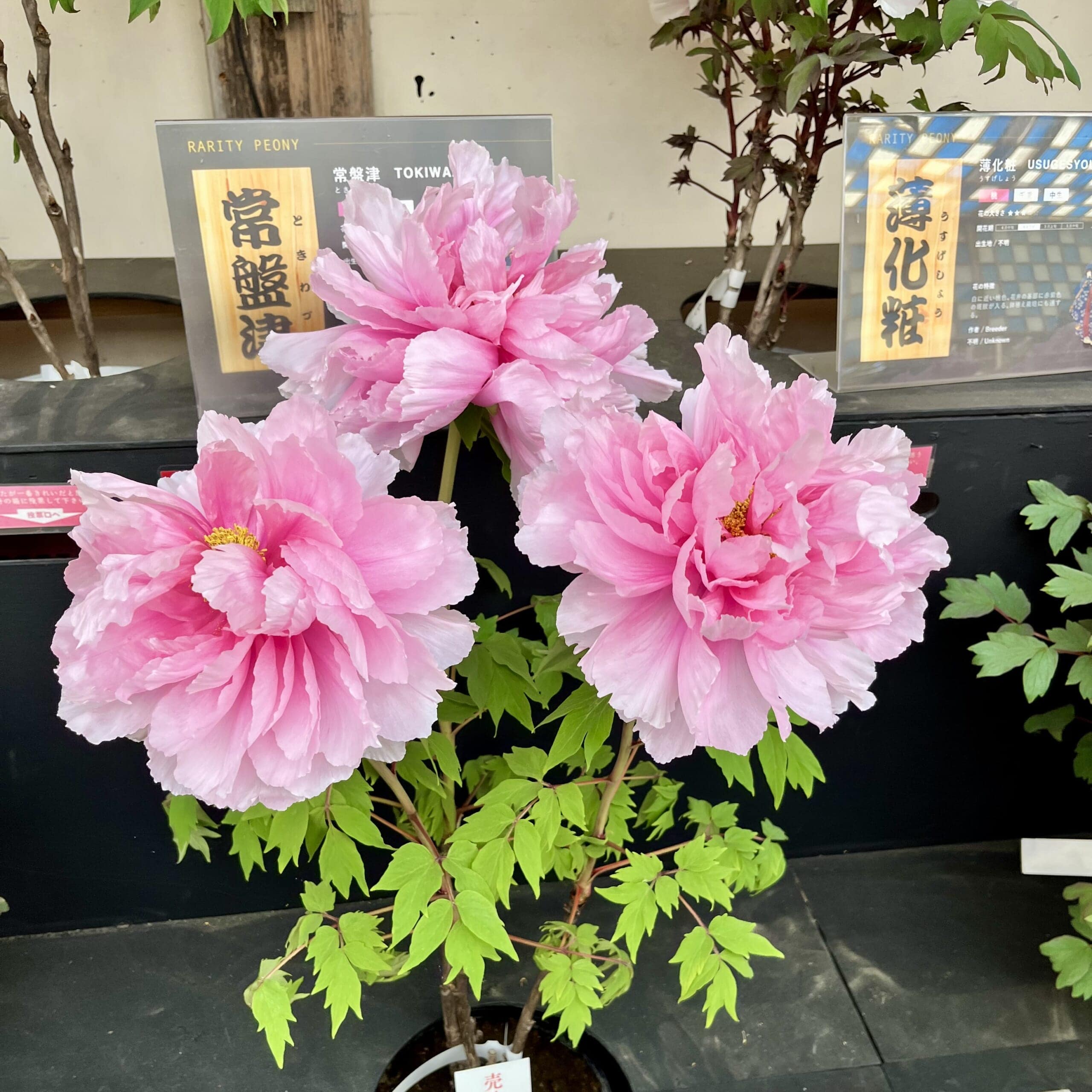 牡丹
