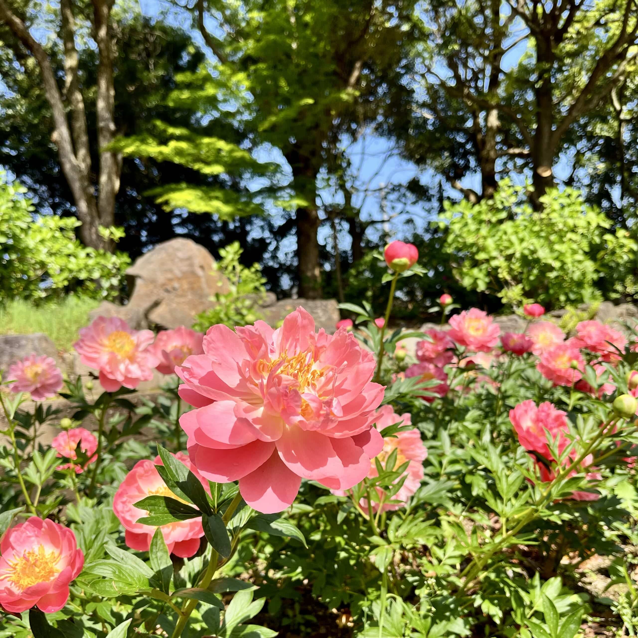 牡丹　花