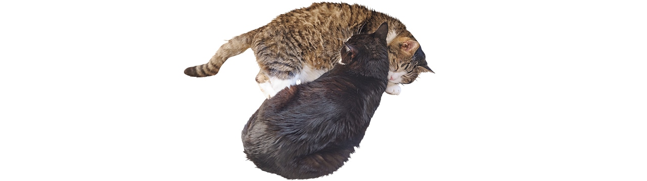 2匹の猫