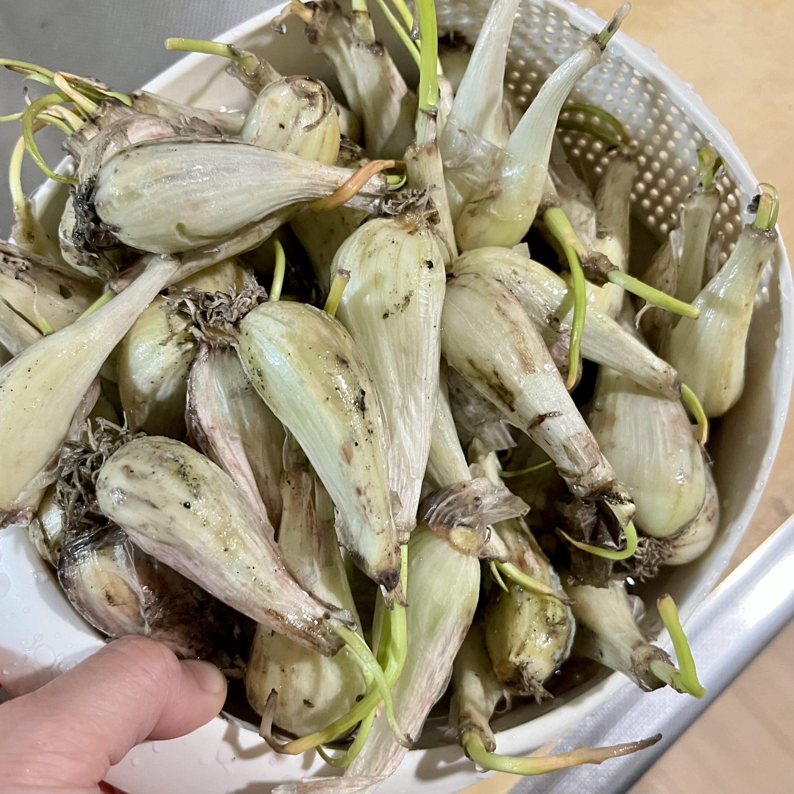 らっきょう 野菜