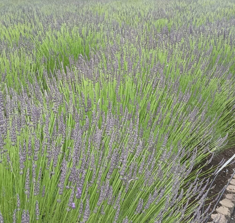 ラベンダー　富士河口湖　山梨3