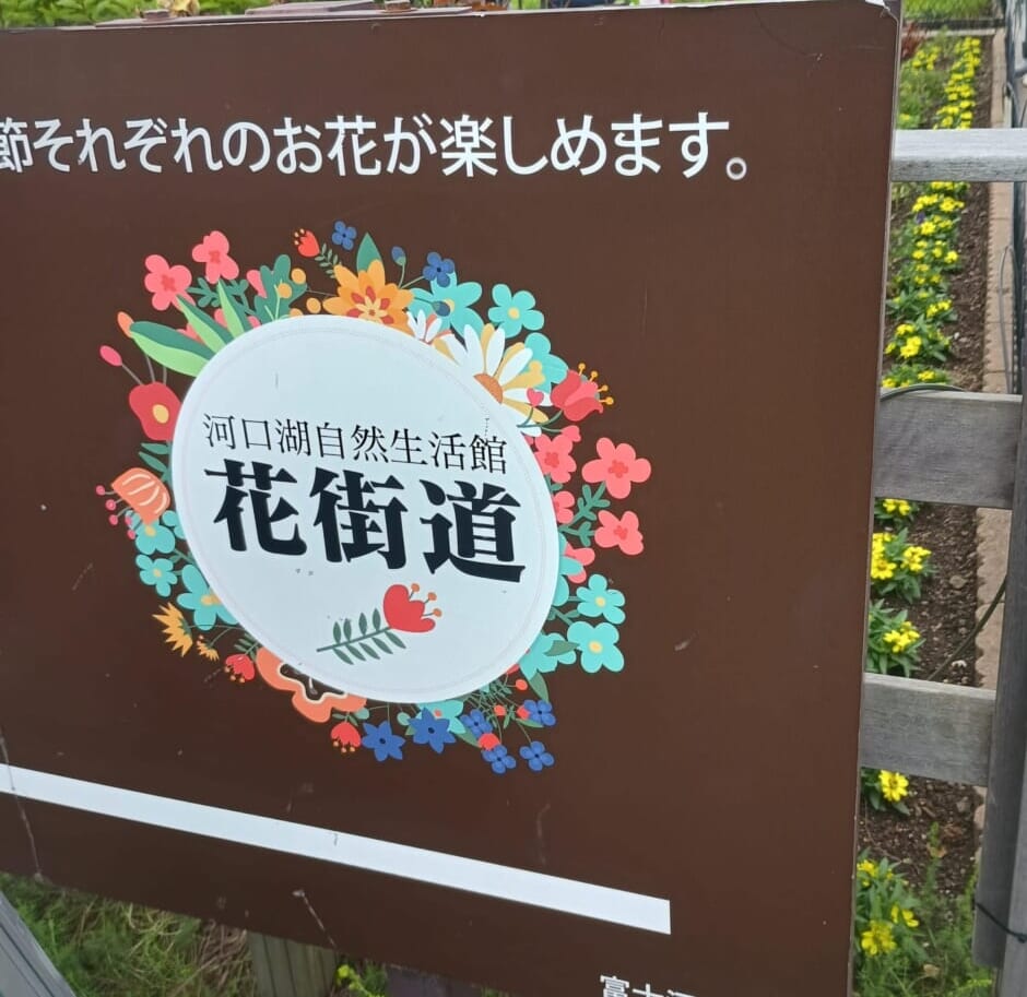 ラベンダー　富士河口湖　山梨4