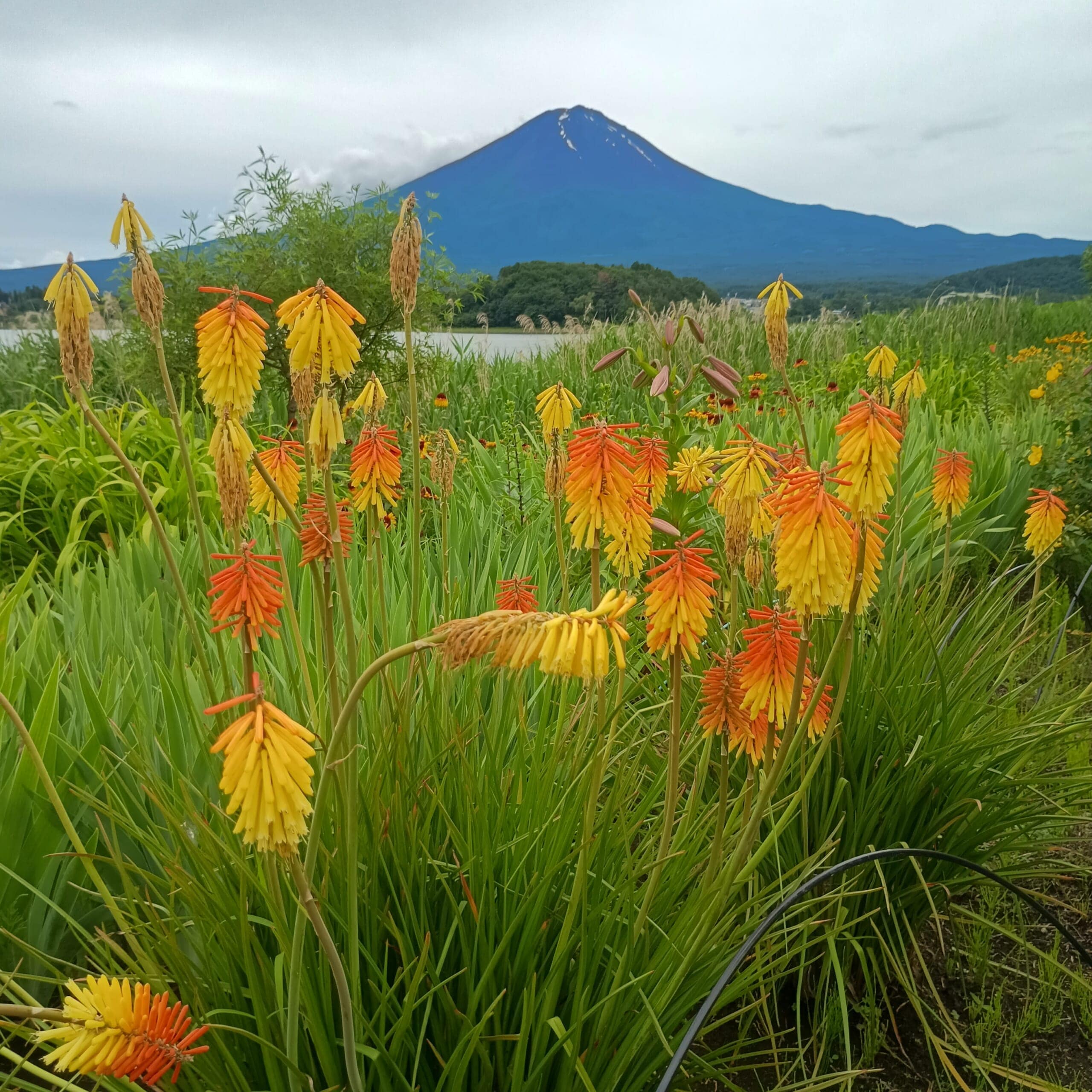 ラベンダー　富士河口湖　山梨7