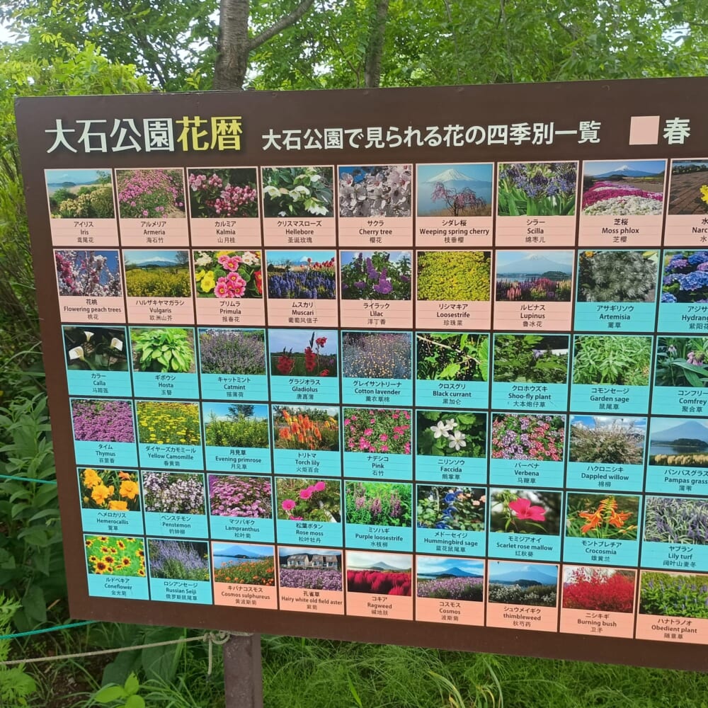 ラベンダー　富士河口湖　山梨5
