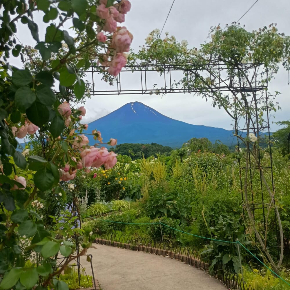 ラベンダー　富士河口湖　山梨12