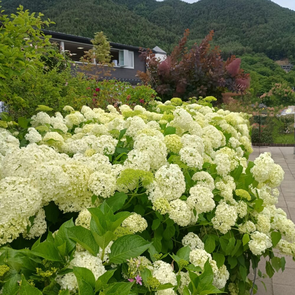 ラベンダー　富士河口湖　山梨8