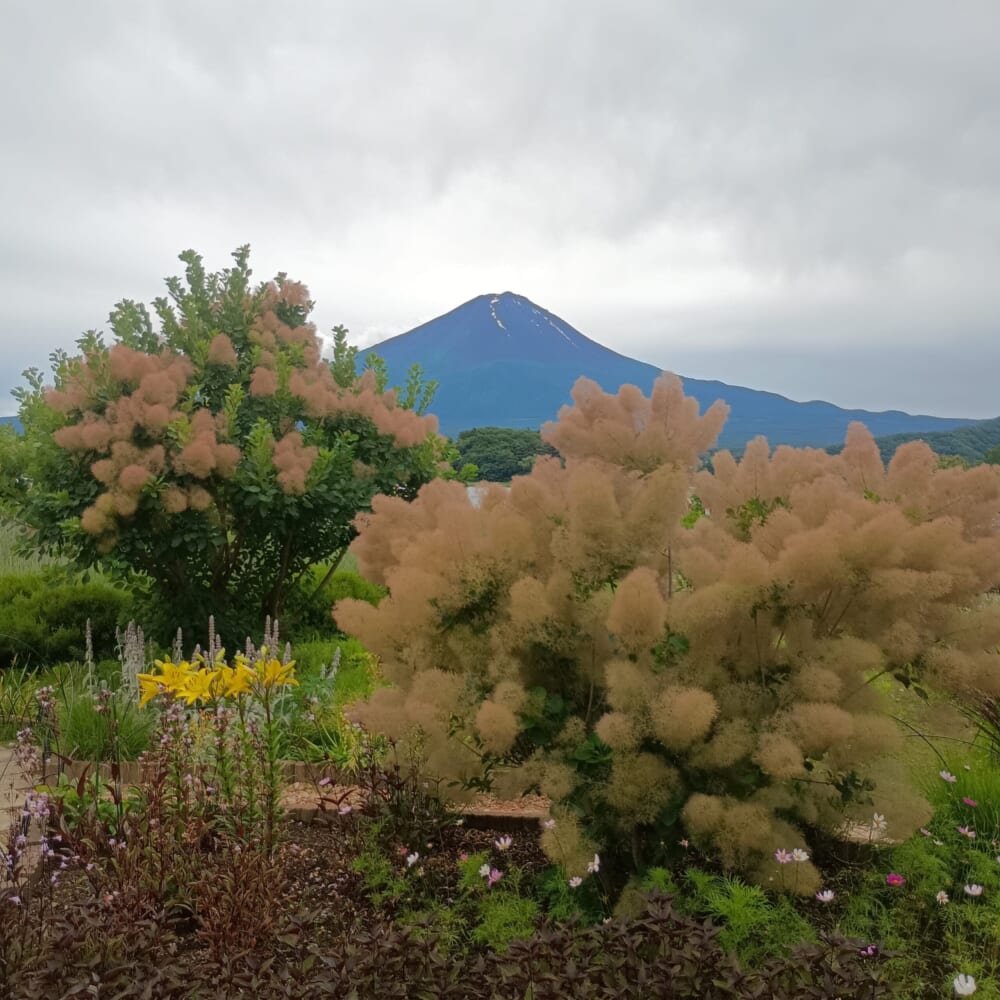 ラベンダー　富士河口湖　山梨10