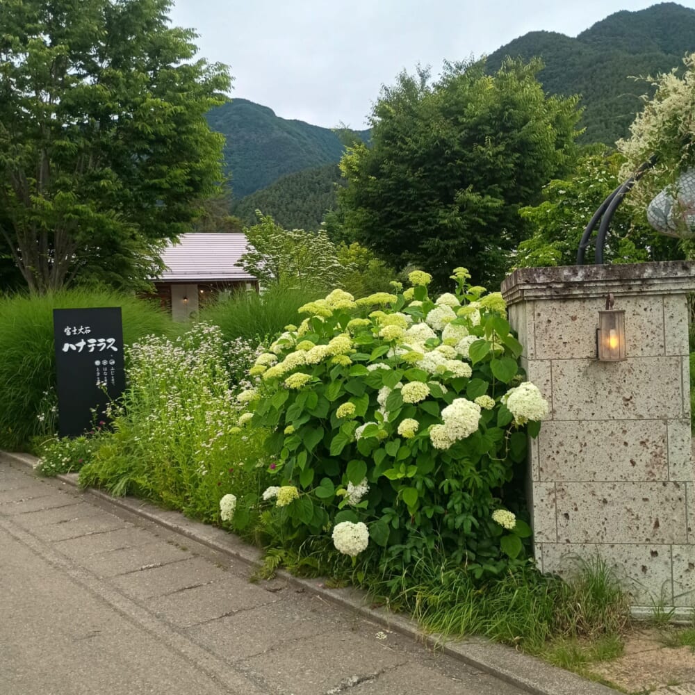 ラベンダー　富士河口湖　山梨22