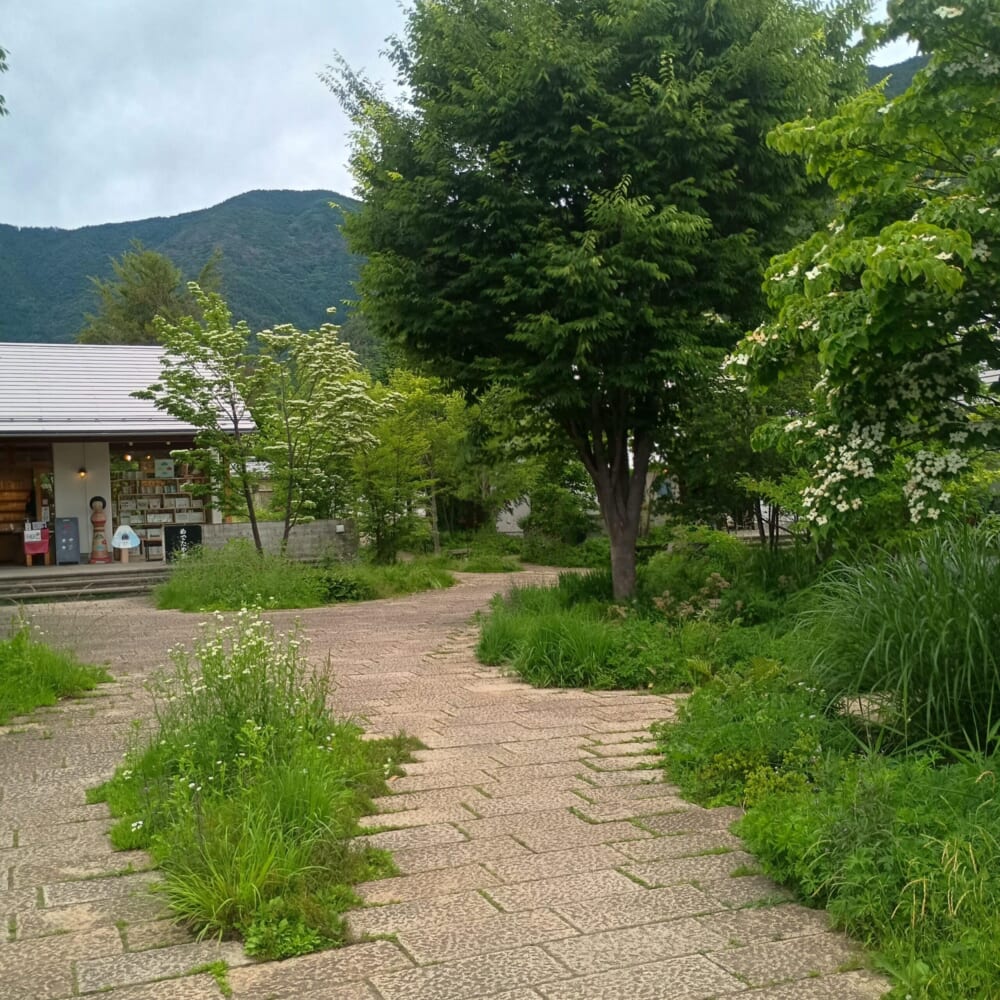 ラベンダー　富士河口湖　山梨26