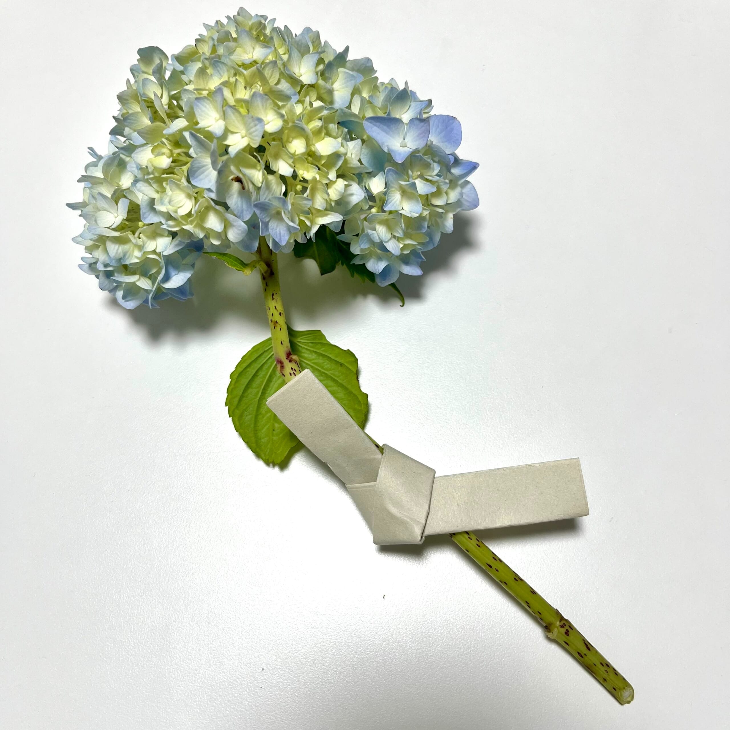 おみくじのように紙をまきつけられた紫陽花