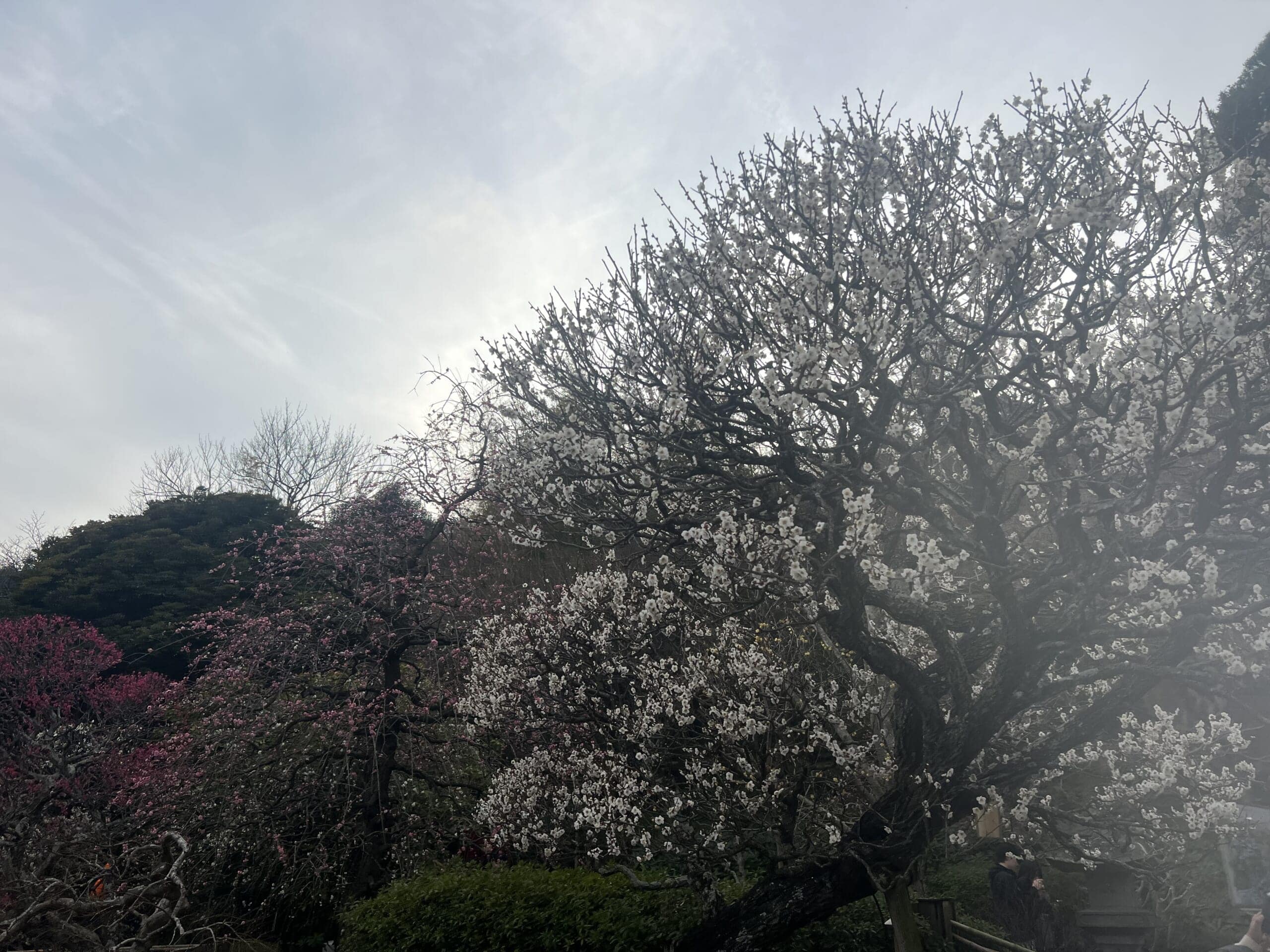 【鎌倉】さんぽ。ときどき、よりみち。神社仏閣・食べ歩き・お買い物。TB icoco
