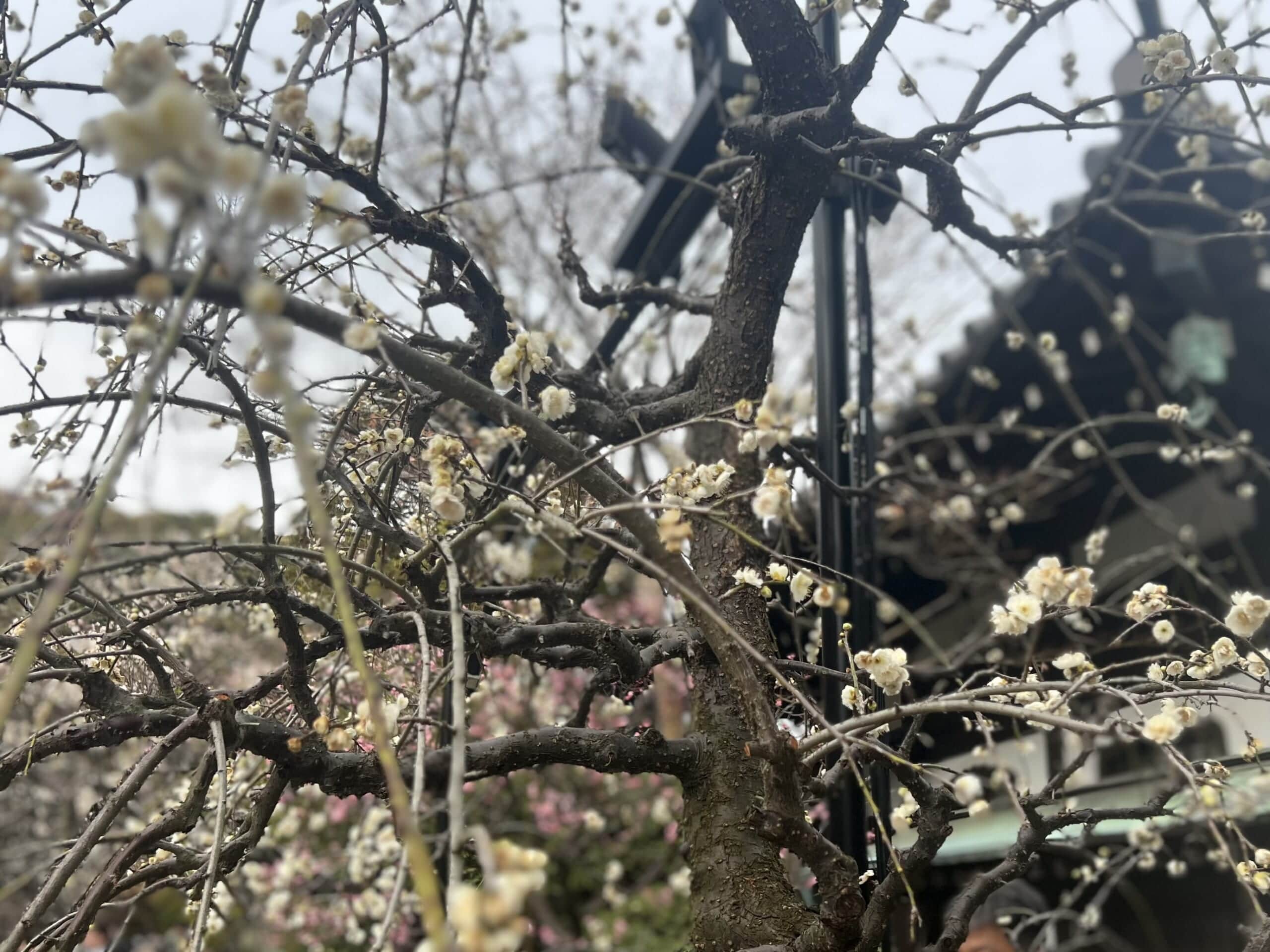 【鎌倉】さんぽ。ときどき、よりみち。神社仏閣・食べ歩き・お買い物。TB icoco