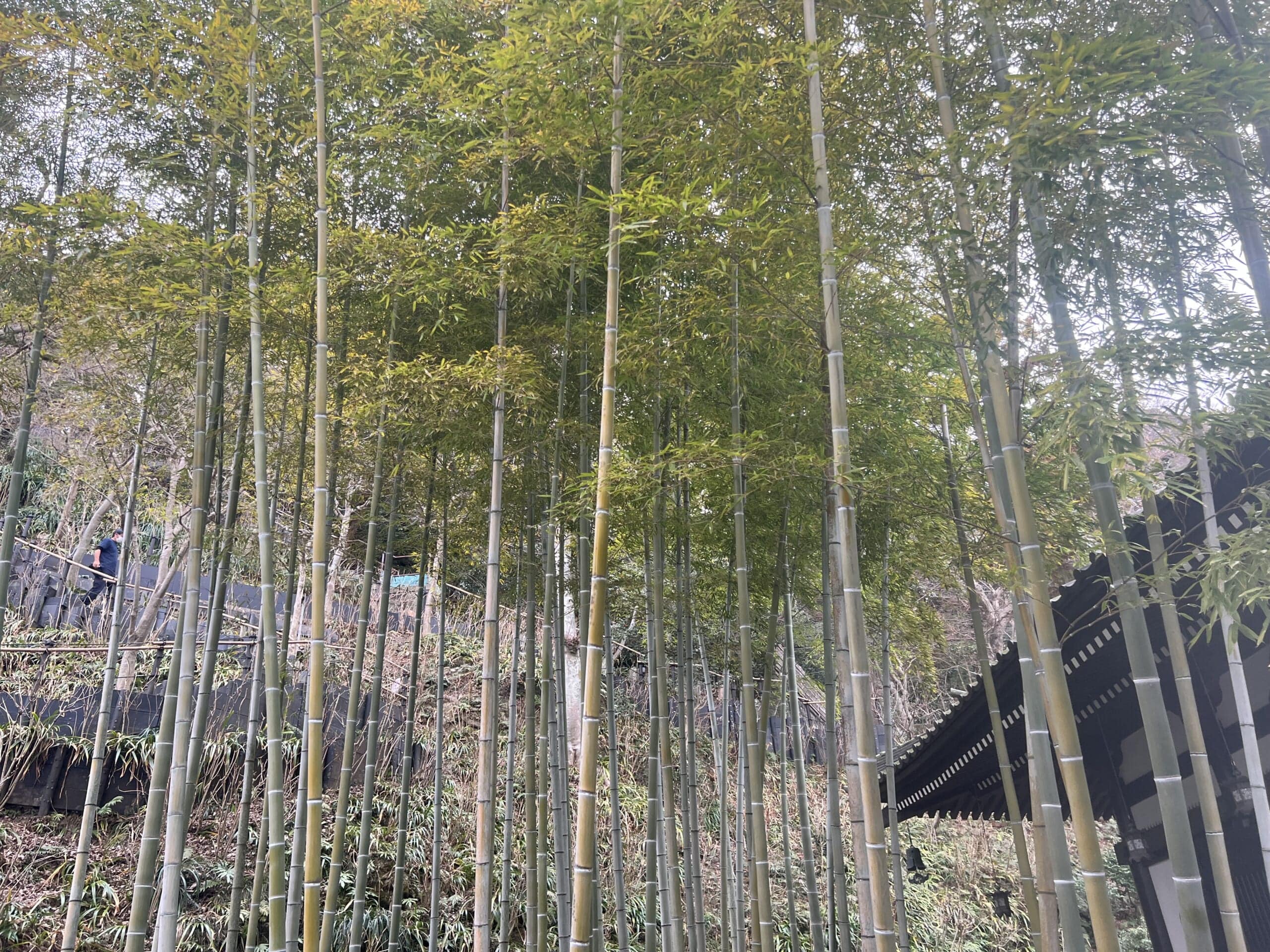 【鎌倉】さんぽ。ときどき、よりみち。神社仏閣・食べ歩き・お買い物。TB icoco