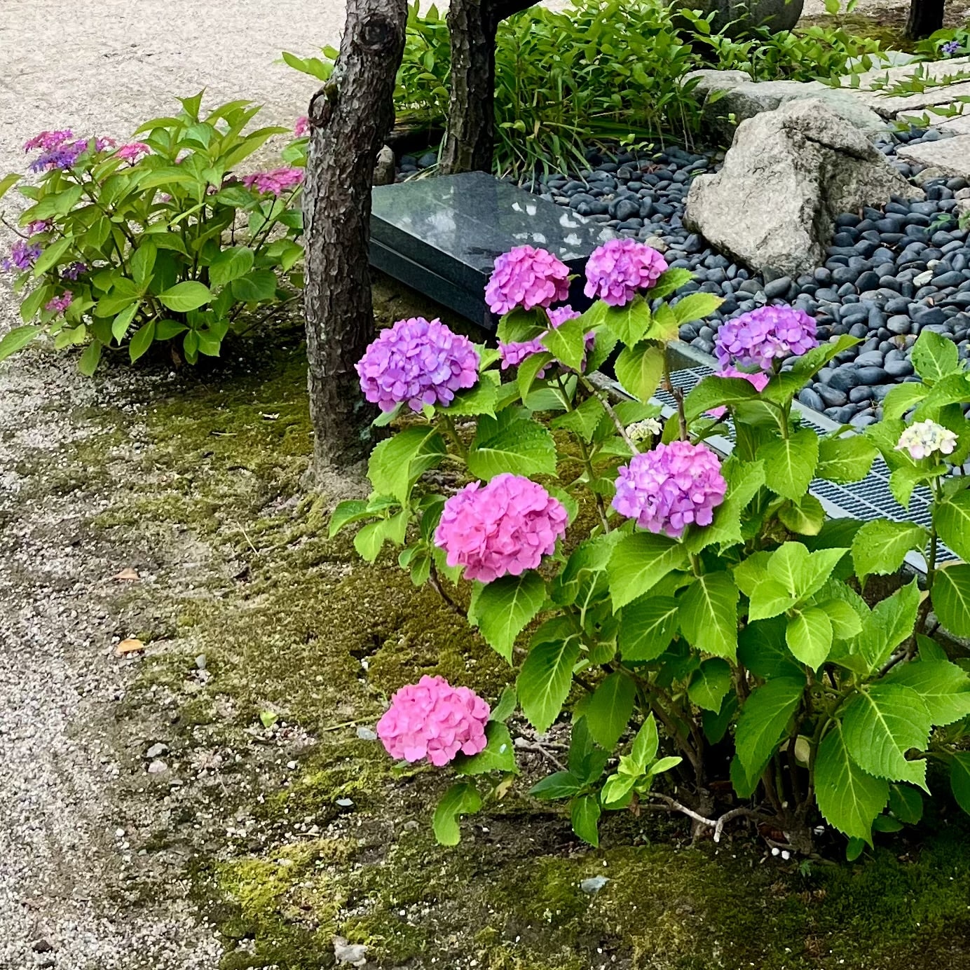 紫陽花　花