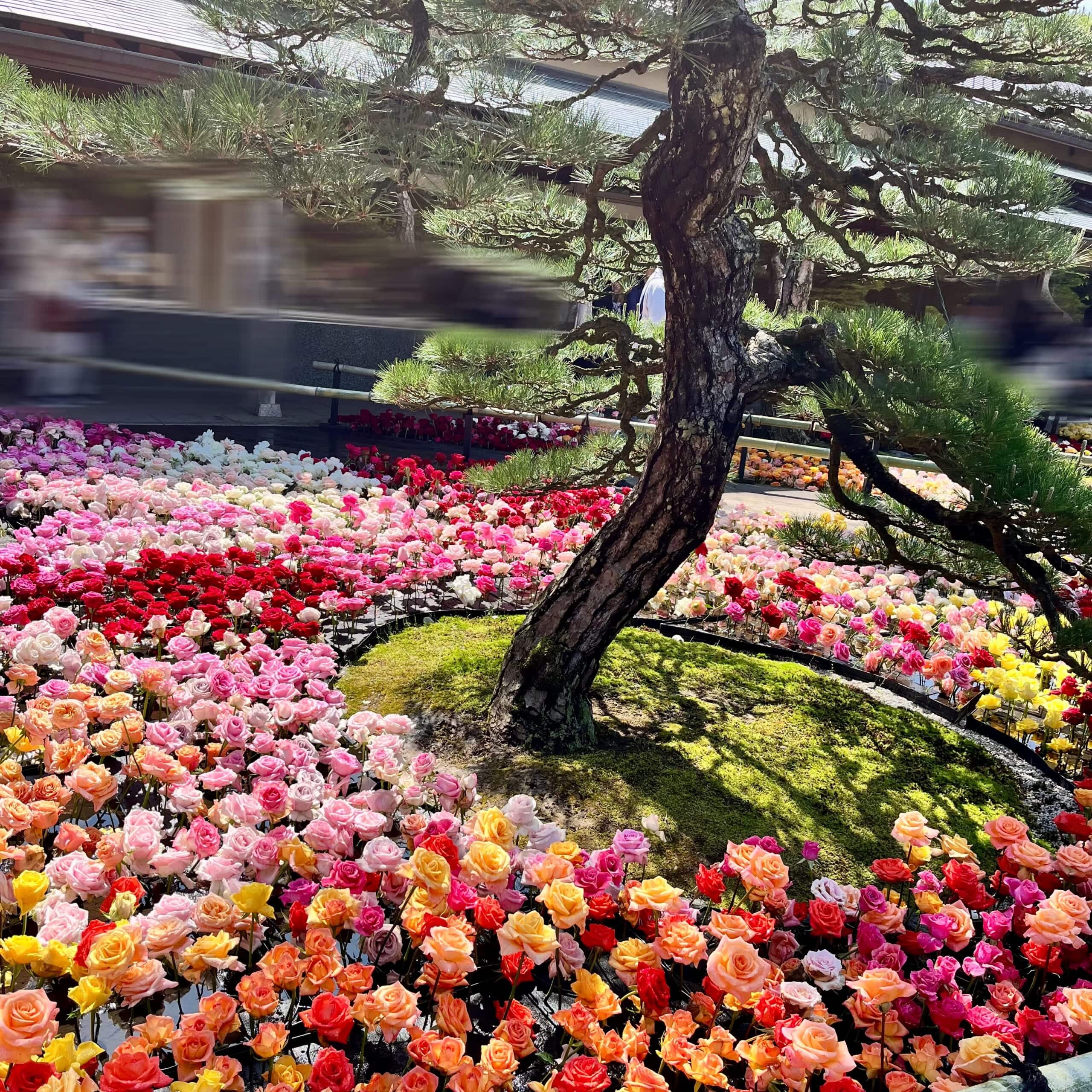 バラ　花