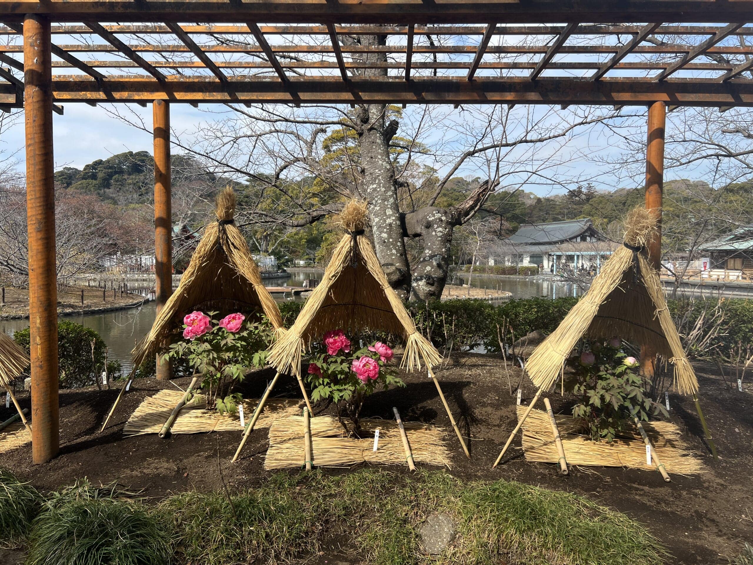 【鎌倉】さんぽ。ときどき、よりみち。神社仏閣・食べ歩き・お買い物。TB icoco