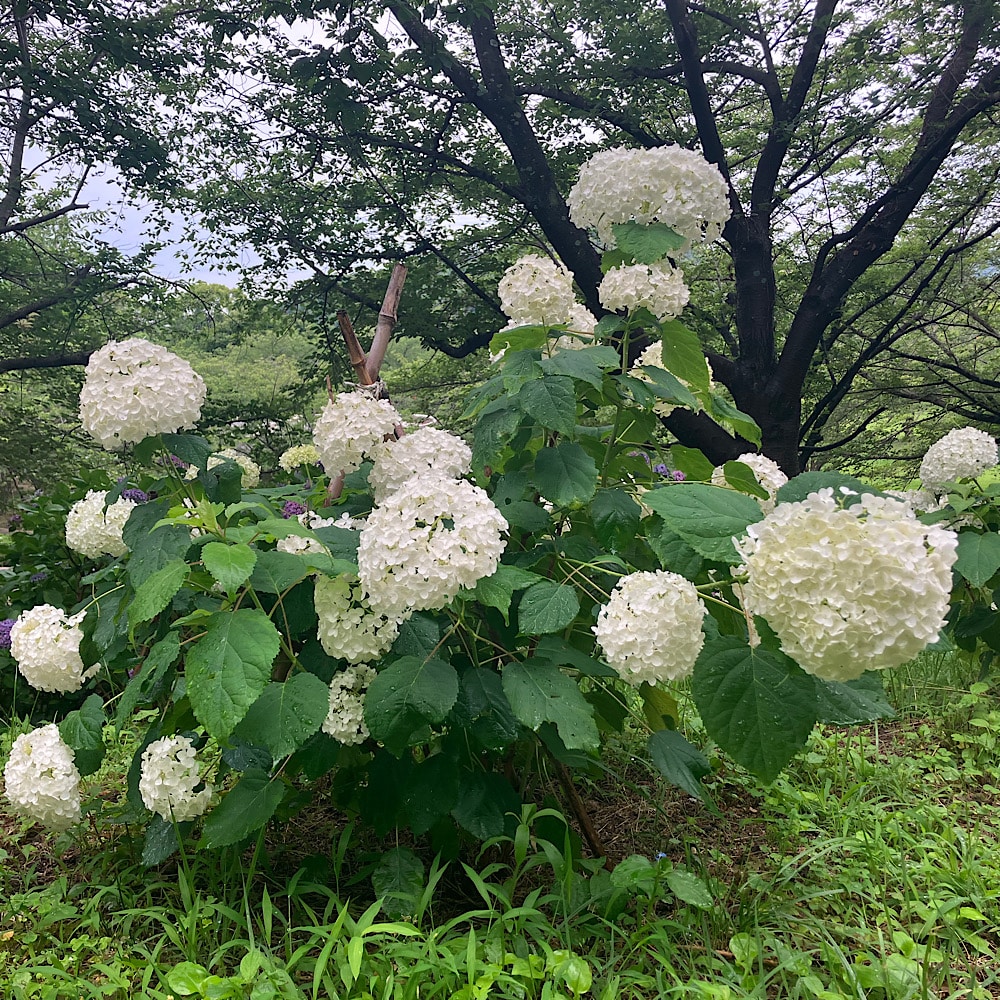 アジサイ