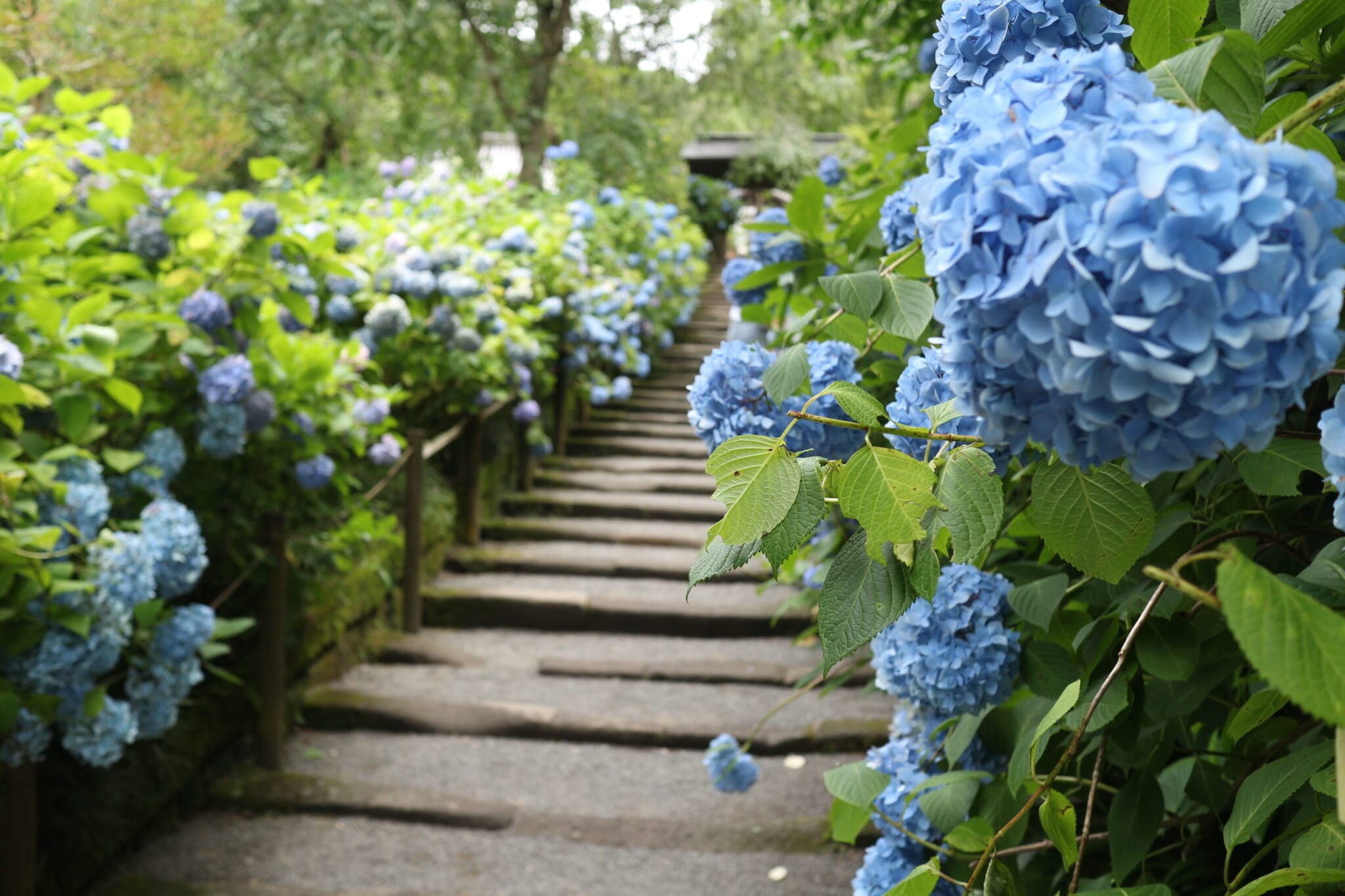 鎌倉　明月院　紫陽花