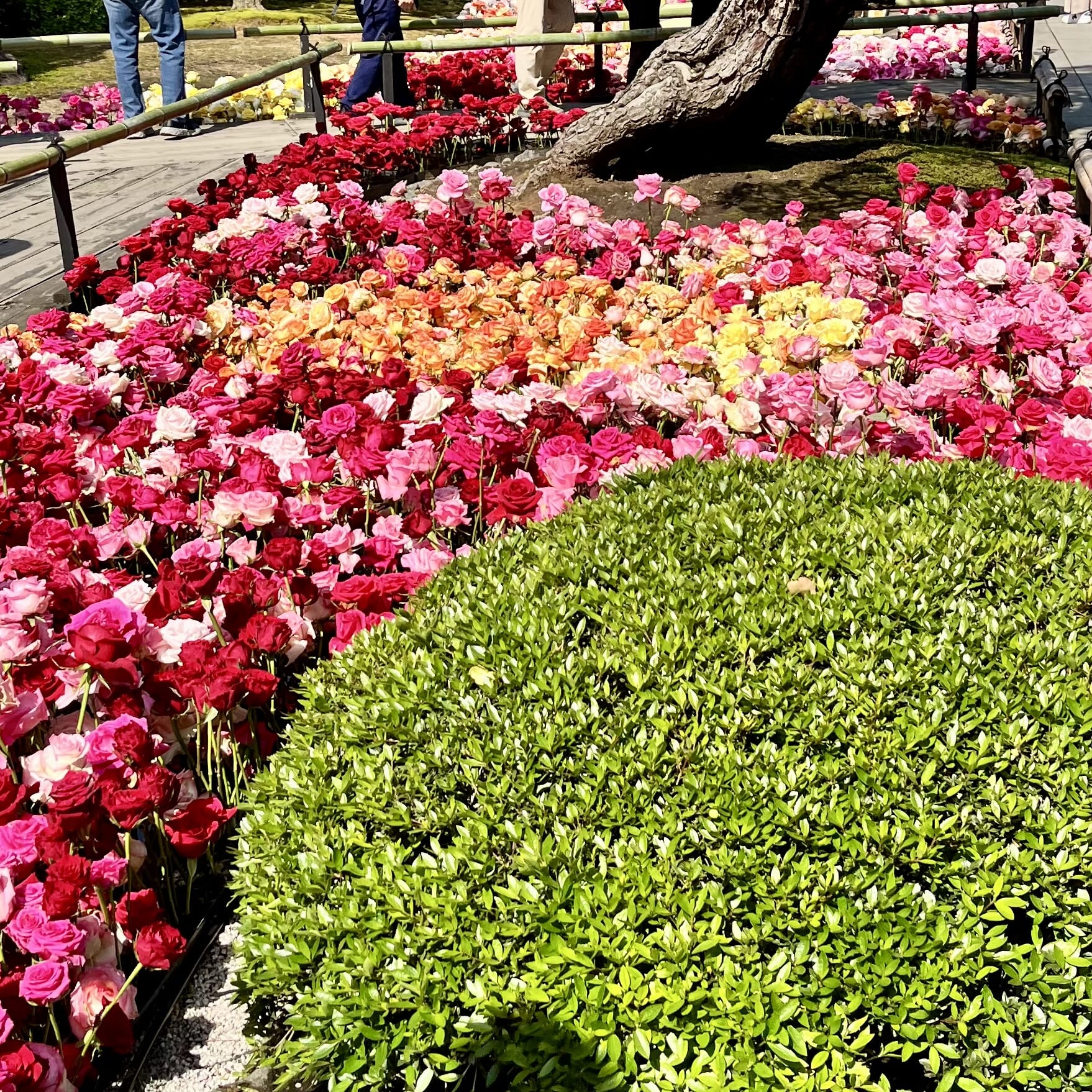バラ　花