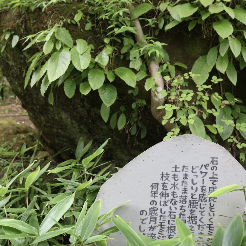 鎌倉　明月院