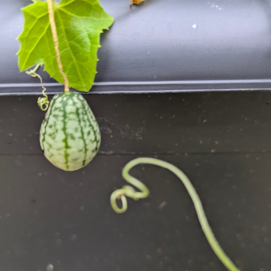 マイクロきゅうり　家庭菜園　コポ