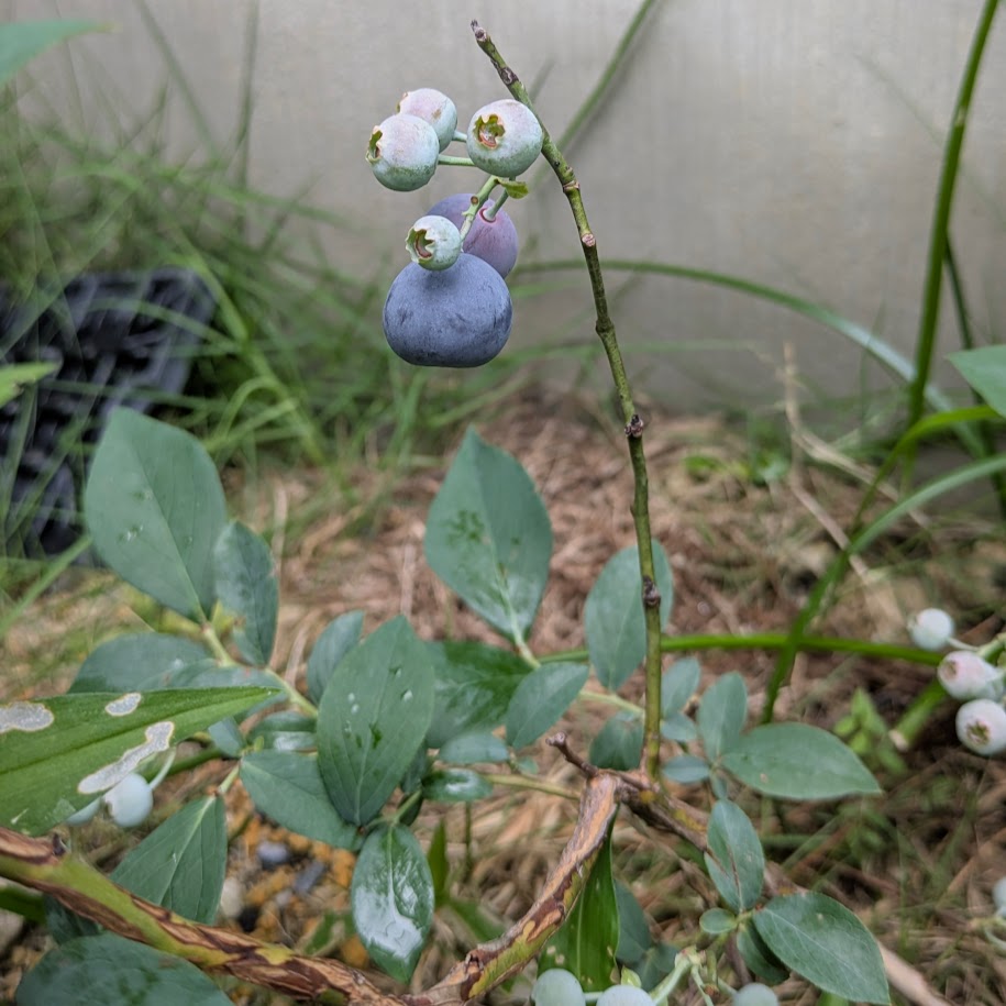 ブルーベリー　初収穫　家庭菜園