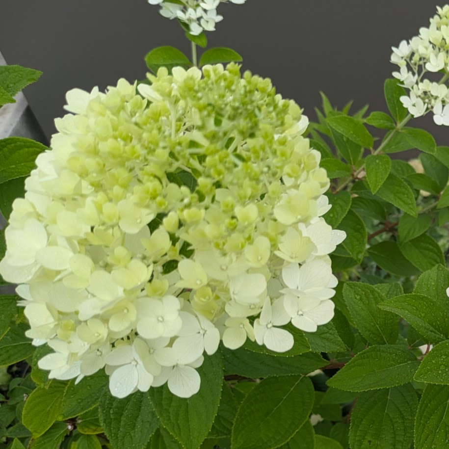 ノリウツギ ピラミッド紫陽花 庭のお花