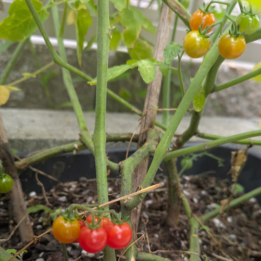 マイクロトマト　家庭菜園　育てる様子
