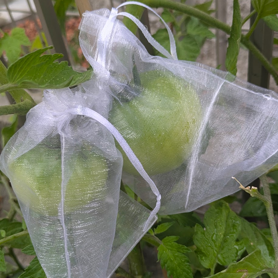 100円ショップ　野菜保護のカバー　トマト