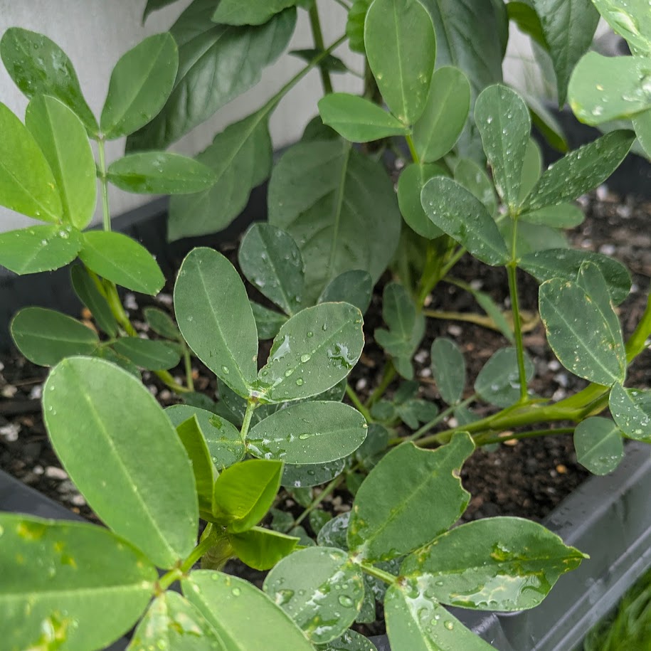 ピーナッツ　家庭菜園　葉っぱ