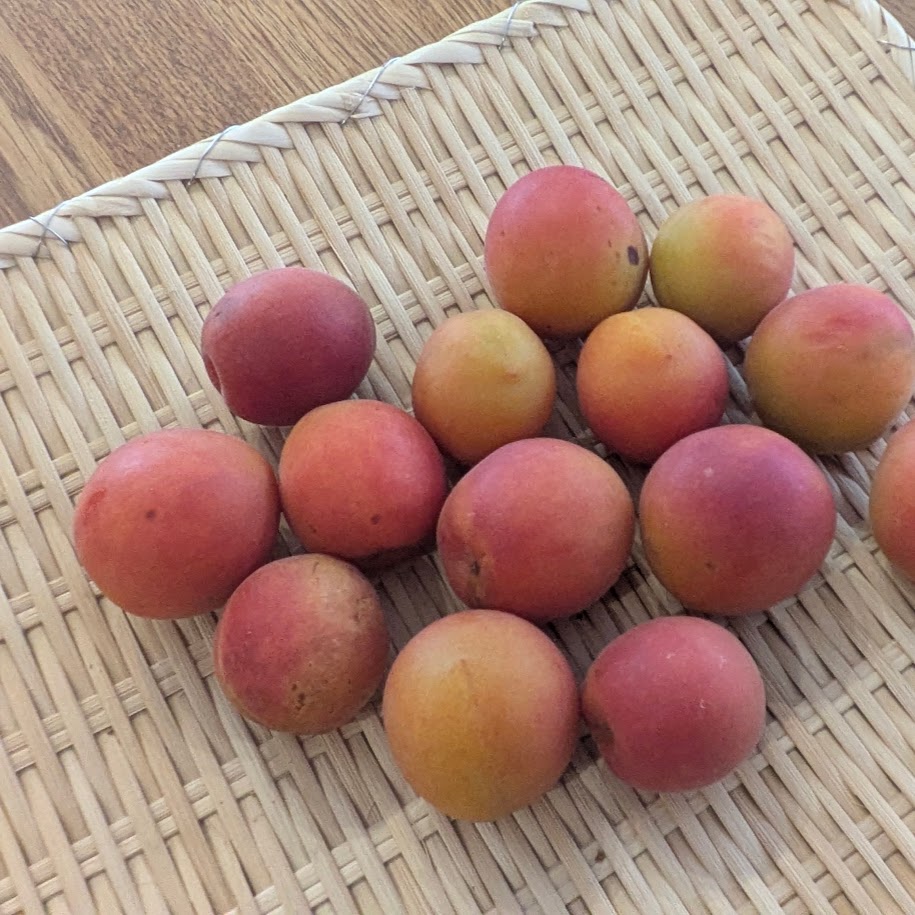 露茜　追熟後のようす　柔らかく赤黄色