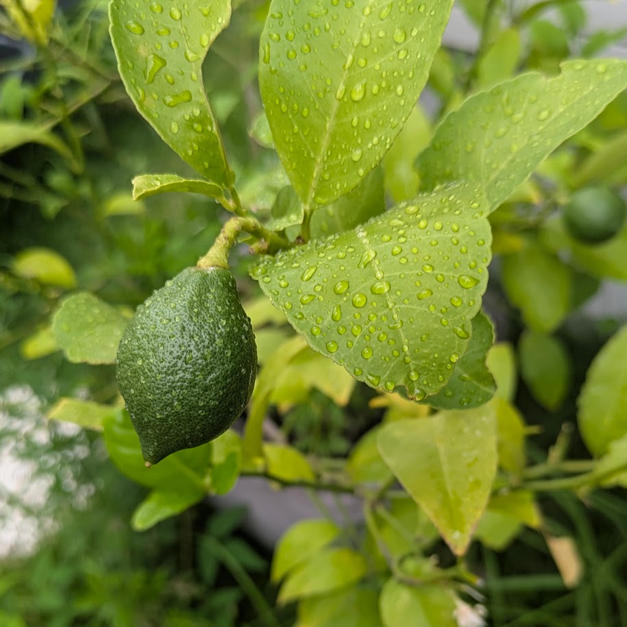 れもん　家庭菜園　大きくなるようす