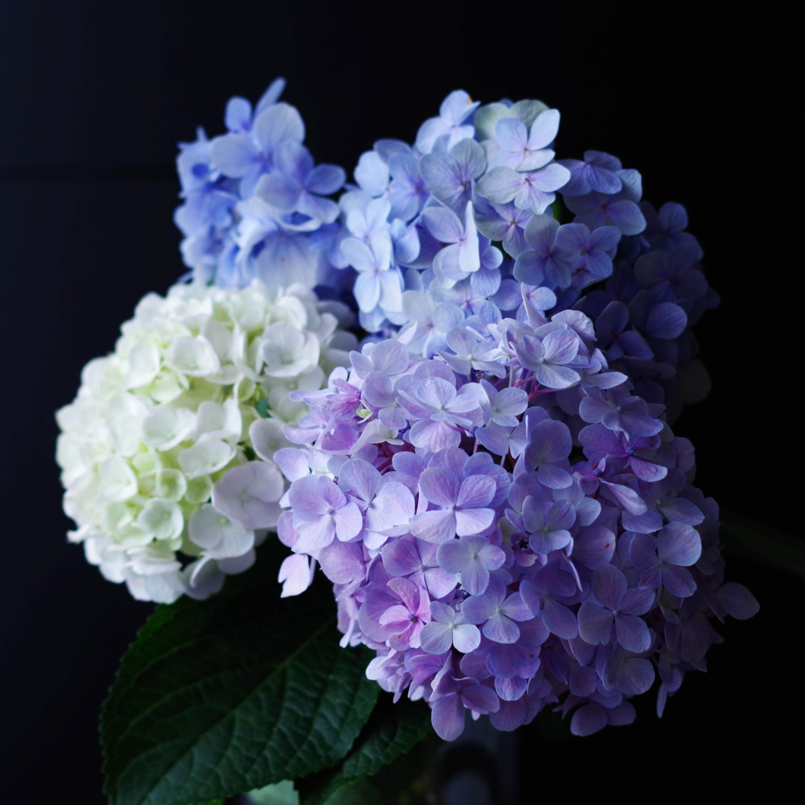 紫陽花、くりの郷