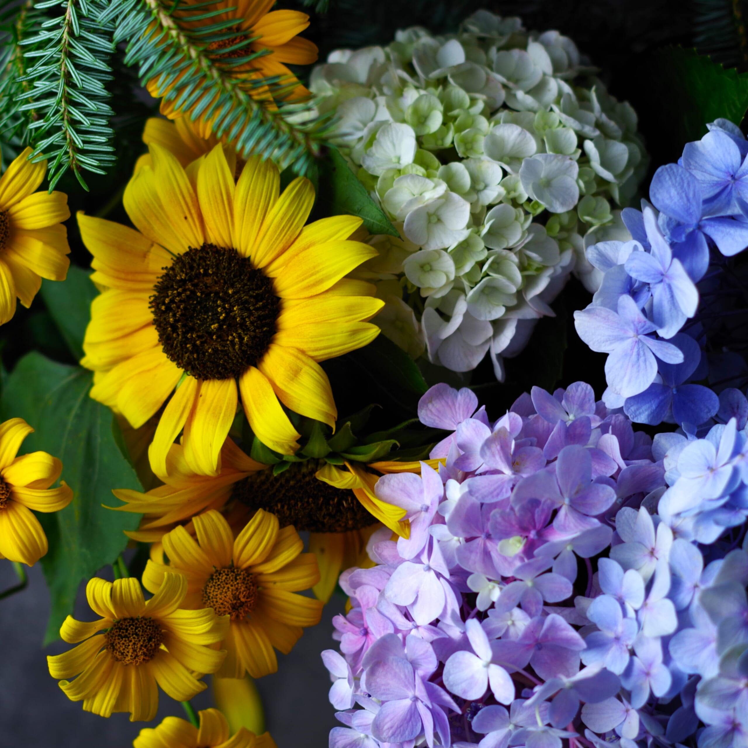 ひまわり、紫陽花、もみの木　くりの郷