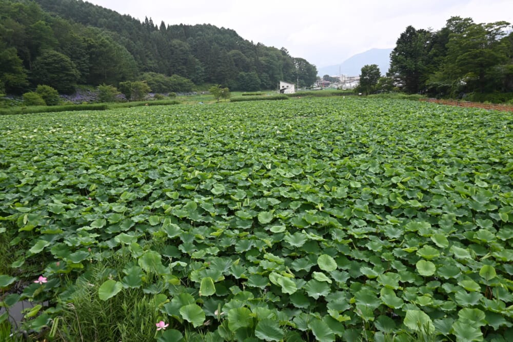 山梨　蓮池　明見湖16