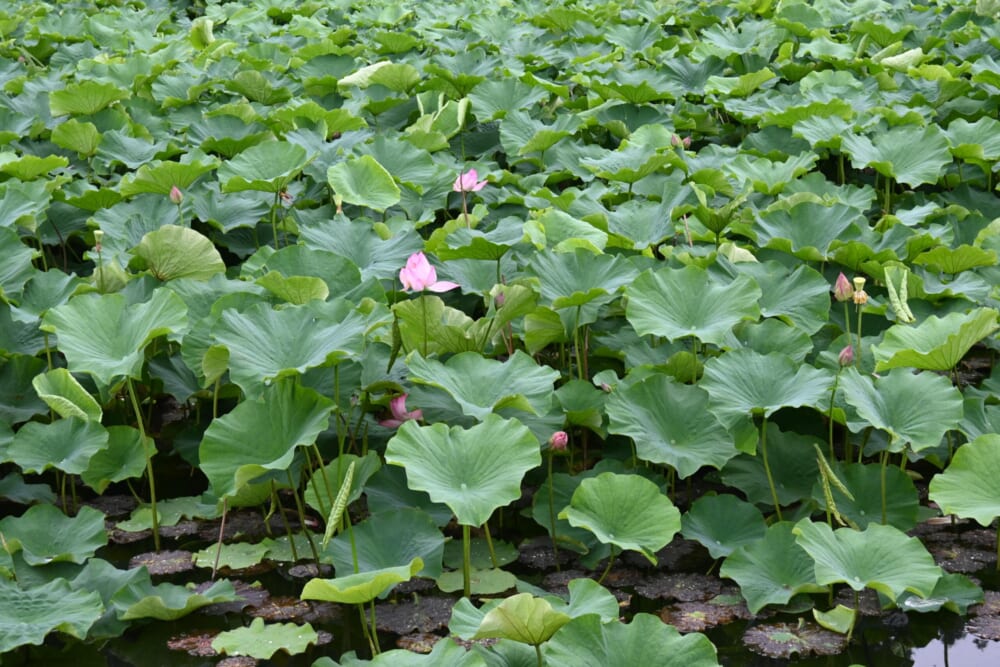 山梨　蓮池　明見湖3