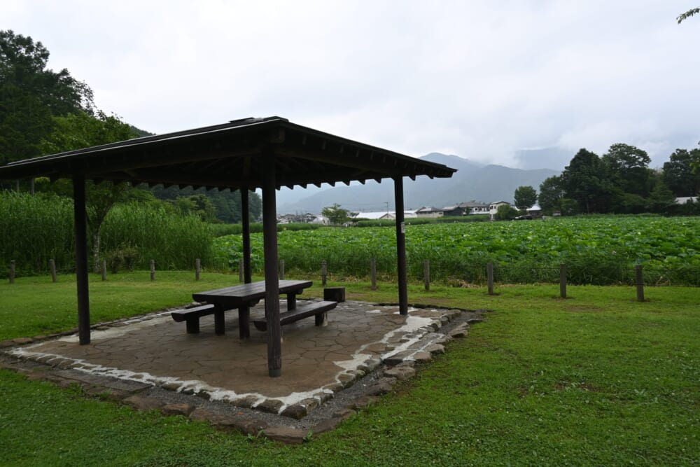 山梨　蓮池　明見湖17