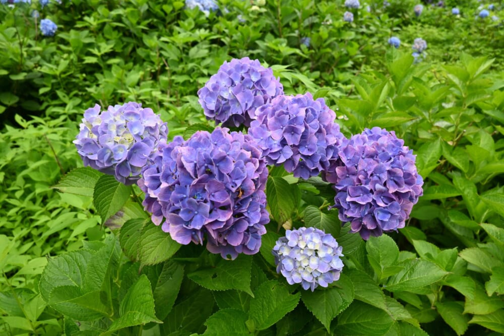 山梨　蓮池　明見湖9