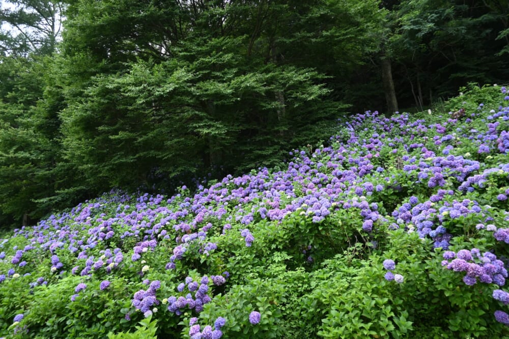 山梨　蓮池　明見湖8