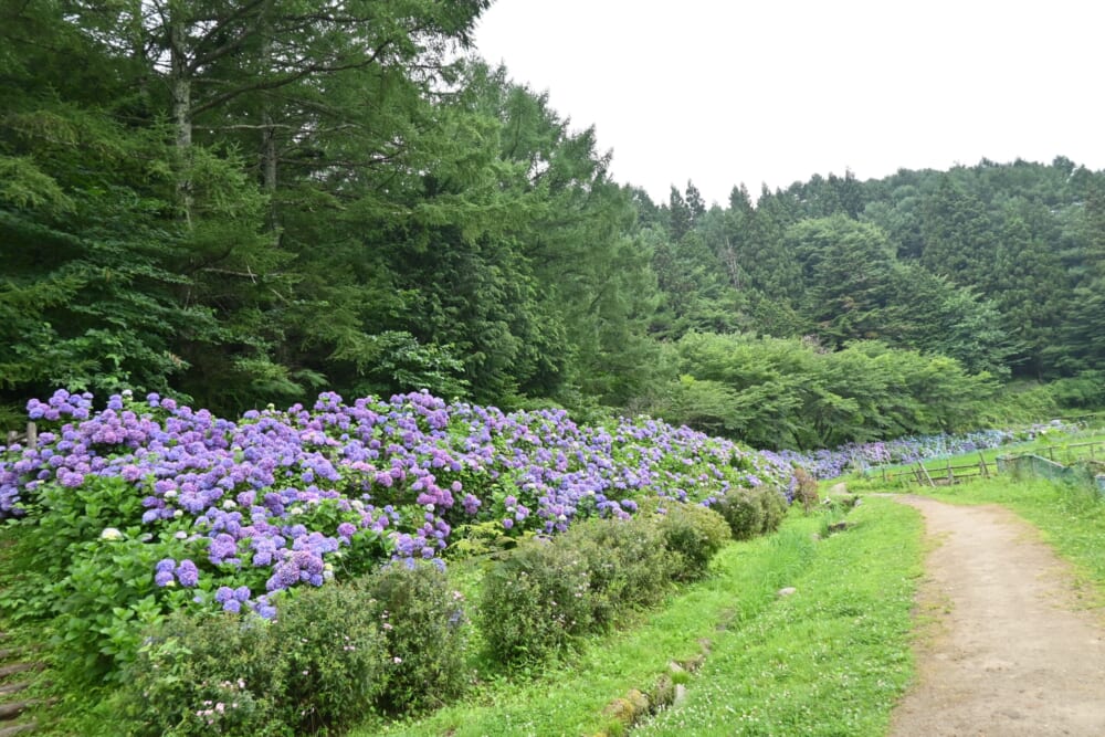 山梨　蓮池　明見湖7