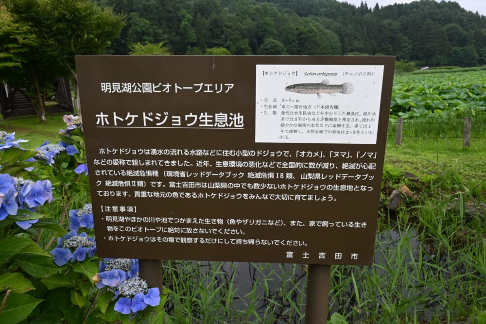山梨　蓮池　明見湖10