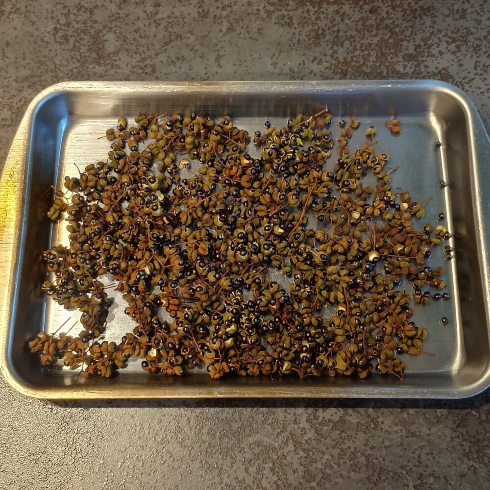 季節 食 手仕事 山椒11