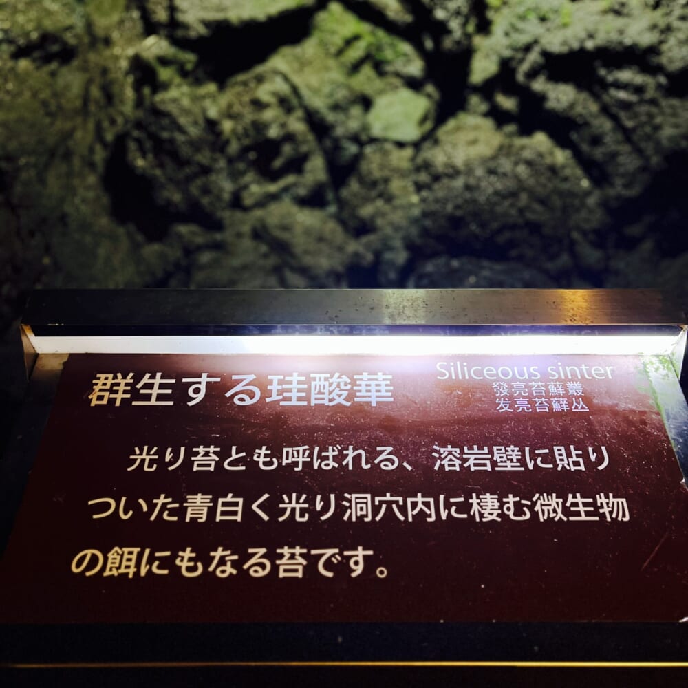 鳴沢氷穴・富岳風穴　富士樹海散歩　山梨県 光り苔