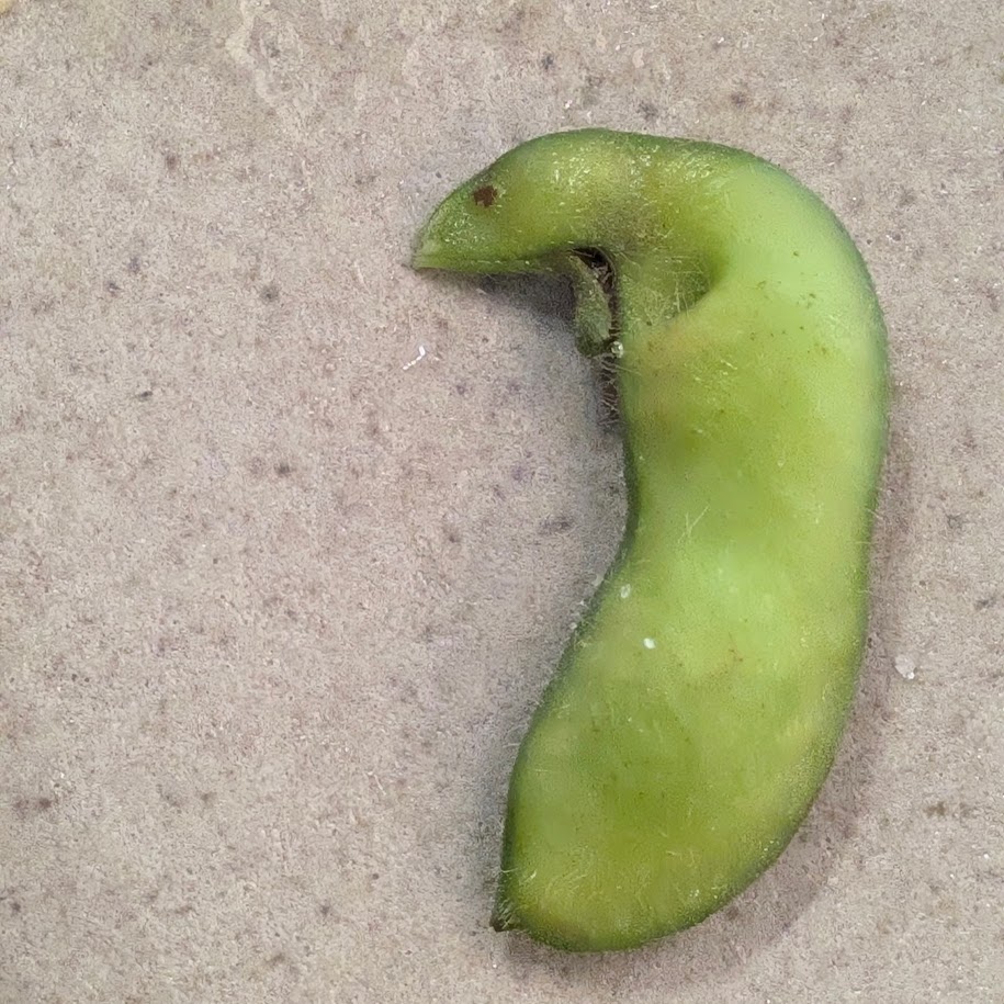 枝豆　畑　野菜