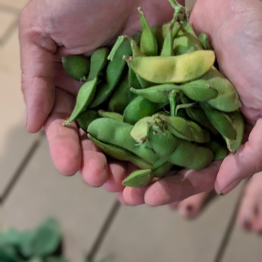 畑の野菜　枝豆　収穫