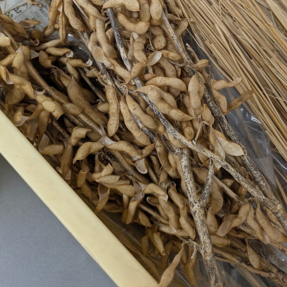 枝豆から大豆へ 納豆の原料 小杉食品