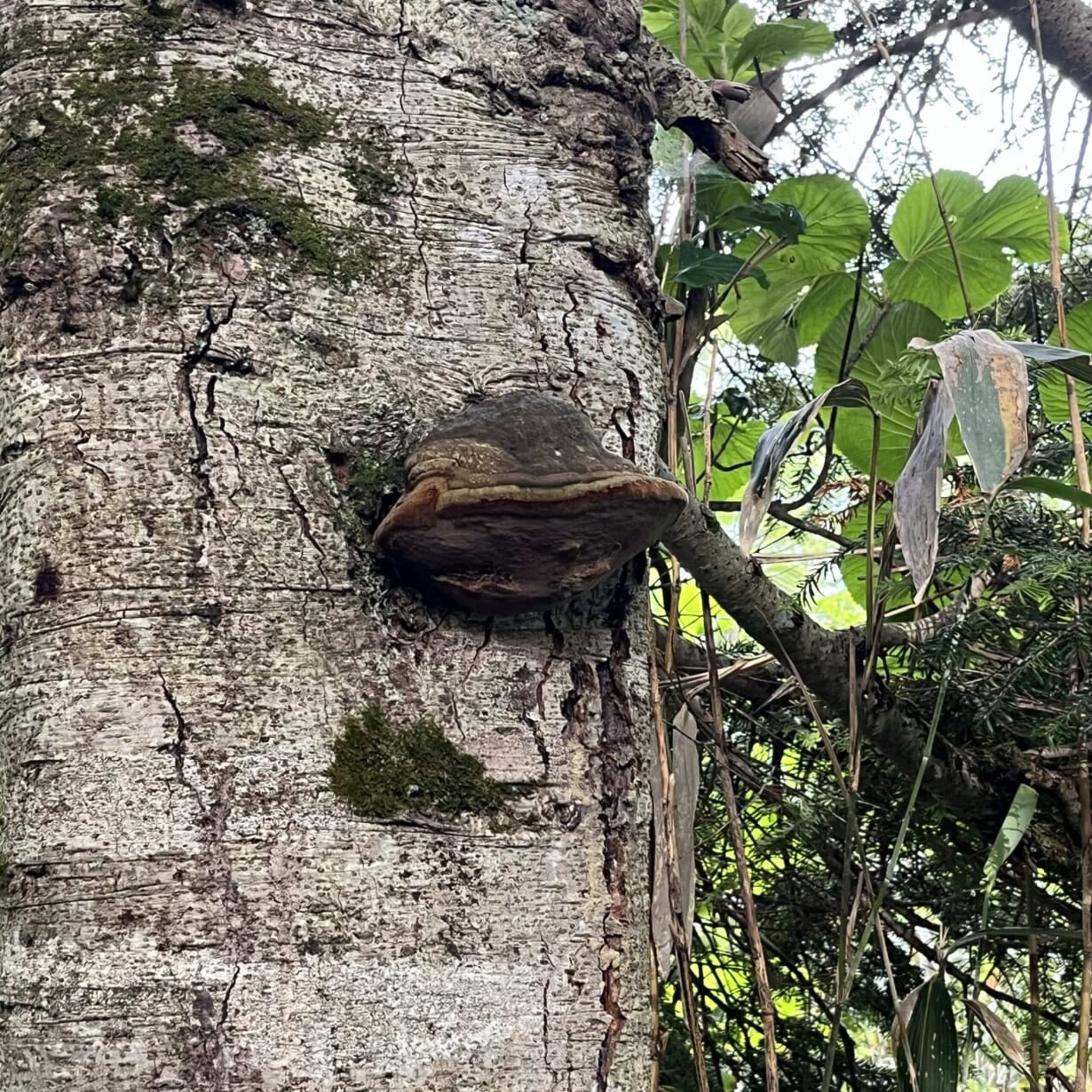 サルノコシカケ