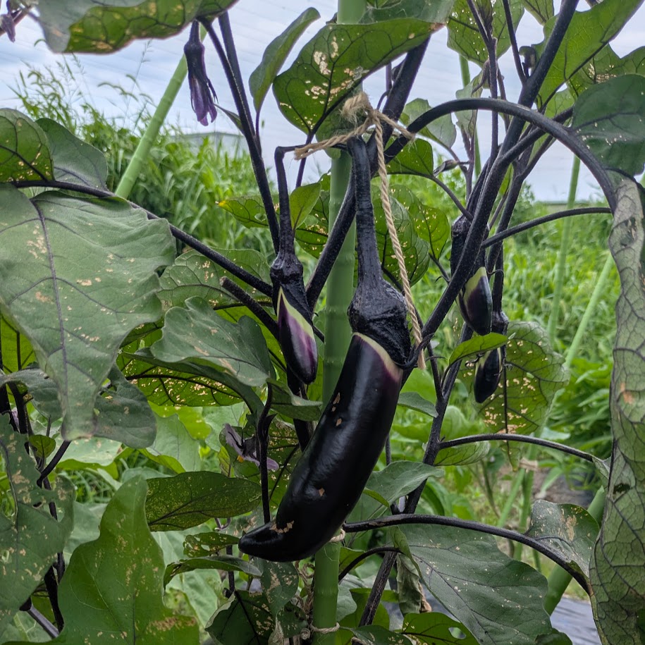 茄子　畑　野菜
