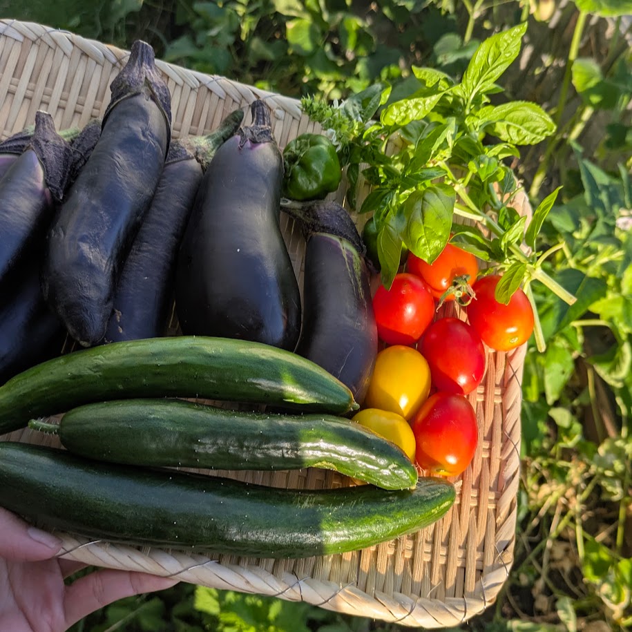 畑の収穫　夏野菜　2026