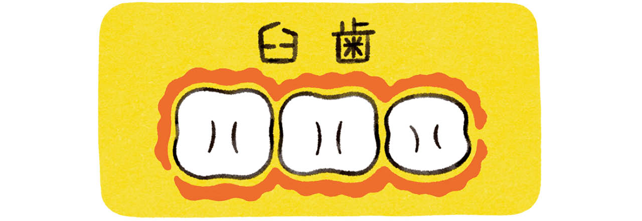 タフトブラシを使えば「究極の歯磨き」ができる/臼歯